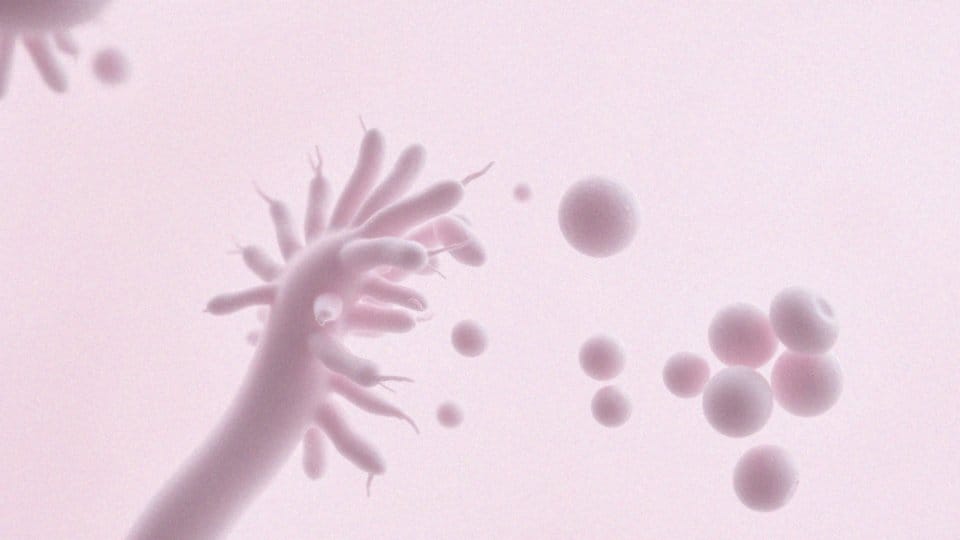 Jakie są skutki długotrwałej antybiotykoterapii dla flory bakteryjnej pochwy?